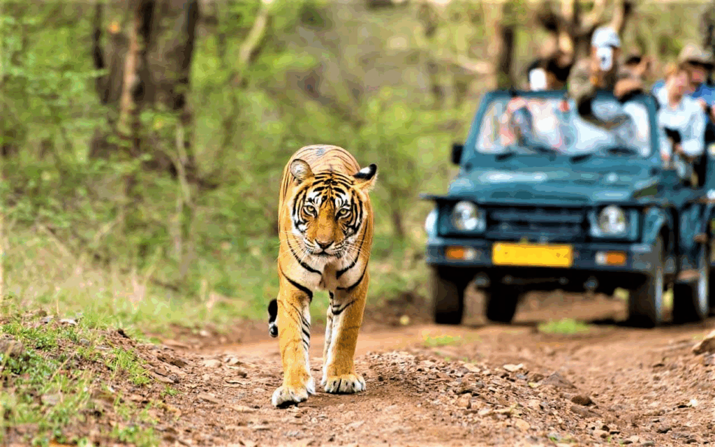 places to visit in udaipur, best places to visit in udaipur, Udaipur to Kumbhalgarh taxi, Cab hire from Udaipur to Kumbhalgarh, Tempo traveller Udaipur to Kumbhalgarh, Best taxi service in udaipur, Udaipur taxi service, Cab service in udaipur, Taxi in udaipur, Tempo traveller udaipur, Urbania tempo traveller udaipur, Mini bus on rent udaipur, taxi for udaipur sightseeing, kumbhalgarh fort, kumbhalgarh wildlife sanctuary